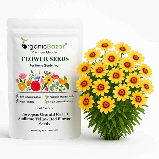 Coreopsis Grandiflora F1 Andiamo Yellow Red Flower Seeds (30 Seeds)