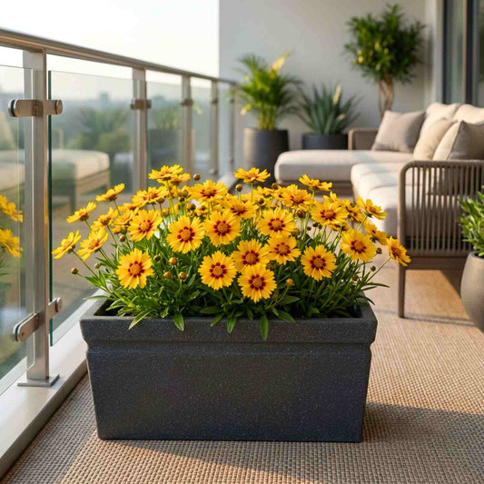 Coreopsis Grandiflora F1 Andiamo Yellow Red Flower Seeds (30 Seeds)