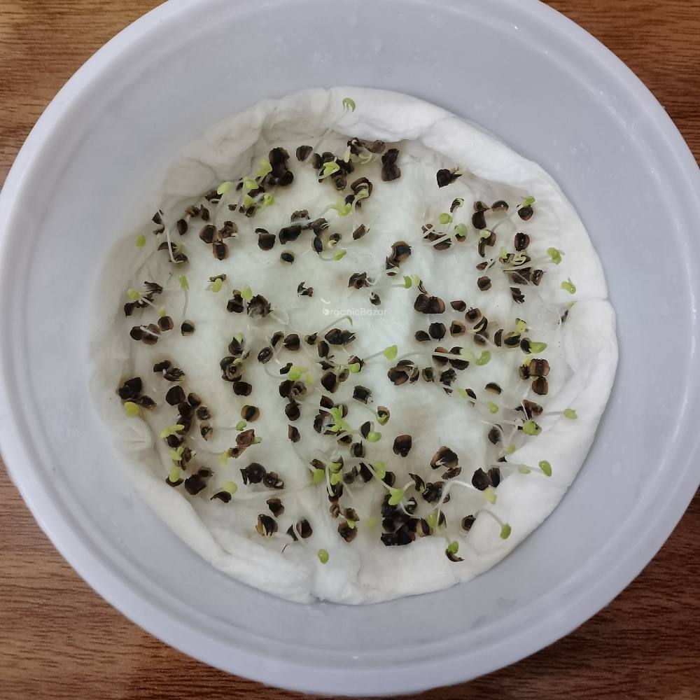 Coreopsis Lanceolata Dwarf Mayfield Seeds (200 Seeds)