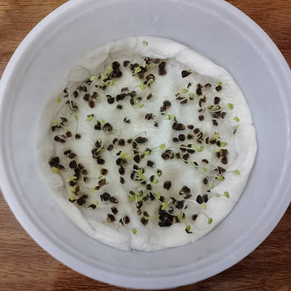 Coreopsis Lanceolata Dwarf Mayfield Seeds (200 Seeds)