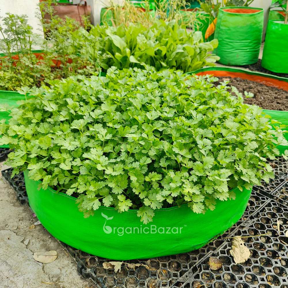 Coriander (Dhaniya) Seeds - 1000 Seeds (धनिया के बीज)