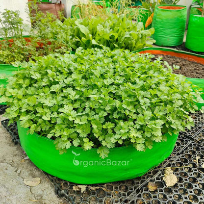 Coriander (Dhaniya) Seeds - 1000 Seeds (धनिया के बीज)