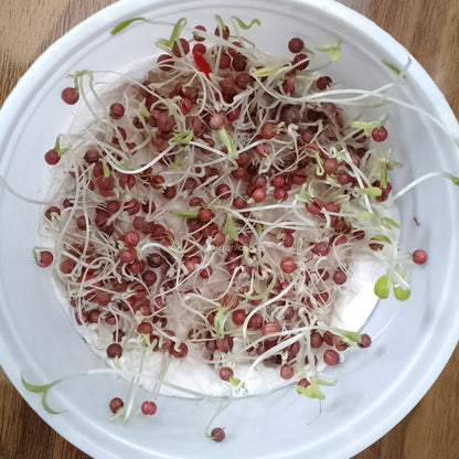 Coriander (Dhaniya) Seeds - 1000 Seeds (धनिया के बीज)