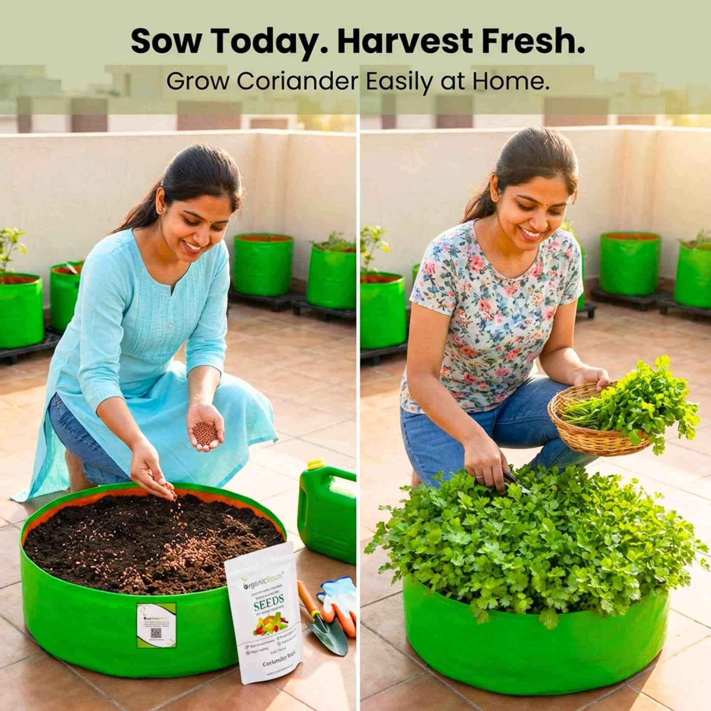 Coriander (Dhaniya) Seeds - 1000 Seeds (धनिया के बीज)