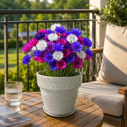 Cornflower Dwarf Double Polka Dot Mix Seeds (100 Seeds)
