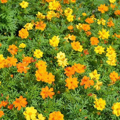 Cosmos Bright light Mix Seeds (100 Seeds) Easy To Grow, High Germination,Perfect for pots, balconies, or Terrace gardens