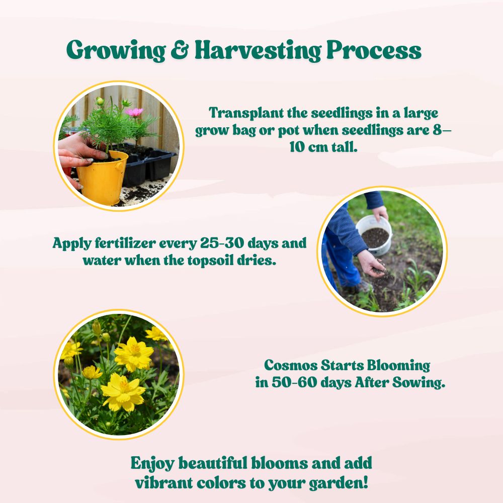 Cosmos Bright light Mix Seeds (100 Seeds) Easy To Grow, High Germination,Perfect for pots, balconies, or Terrace gardens