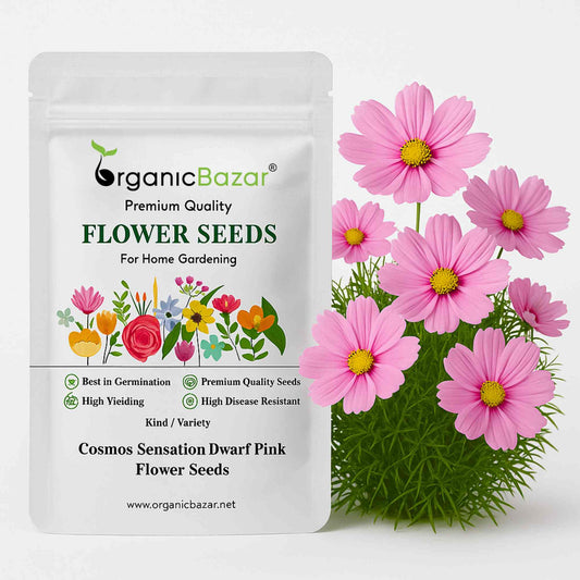 Cosmos Sensation Dwarf Pink Flower Seeds (100 Seeds)