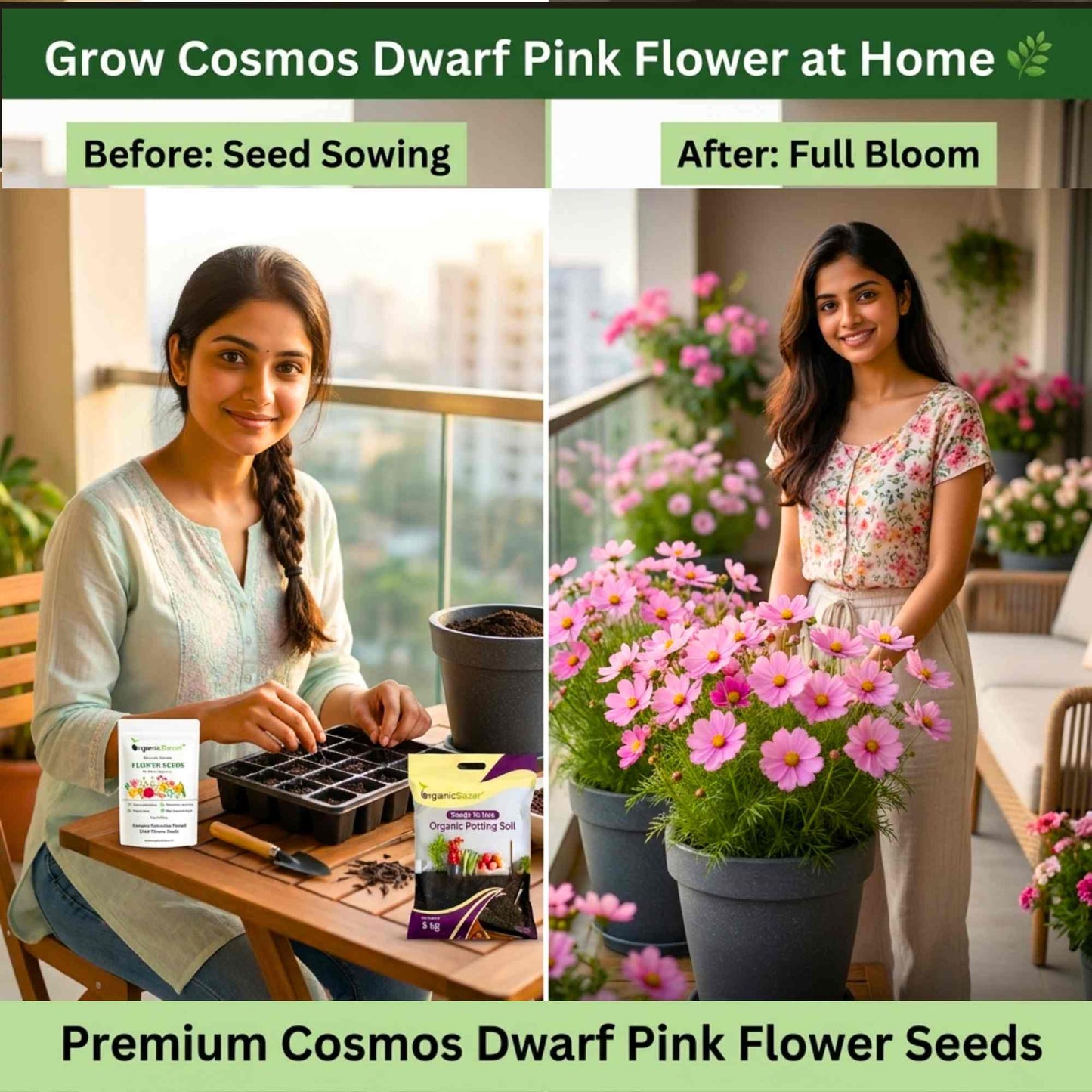 Cosmos Sensation Dwarf Pink Flower Seeds (100 Seeds)