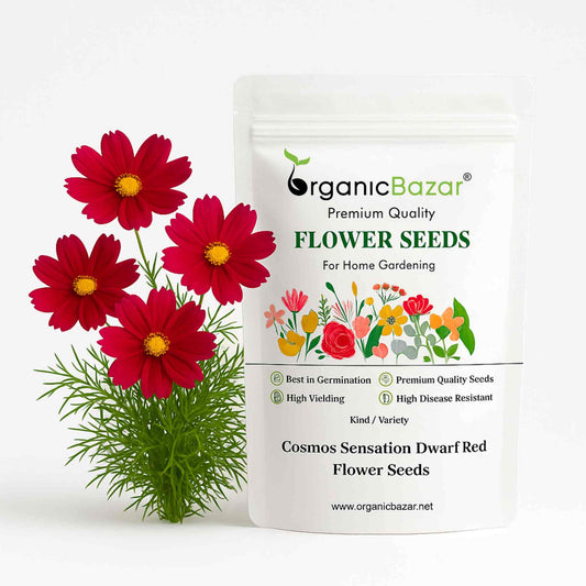Cosmos Sensation Dwarf Red Flower Seeds (100 Seeds)