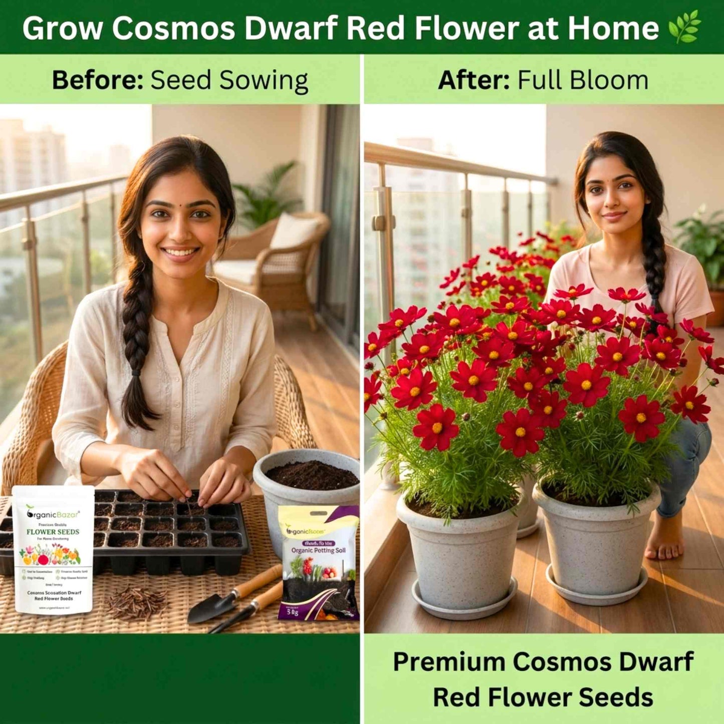 Cosmos Sensation Dwarf Red Flower Seeds (100 Seeds)