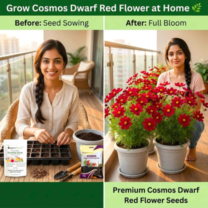 Cosmos Sensation Dwarf Red Flower Seeds (100 Seeds)