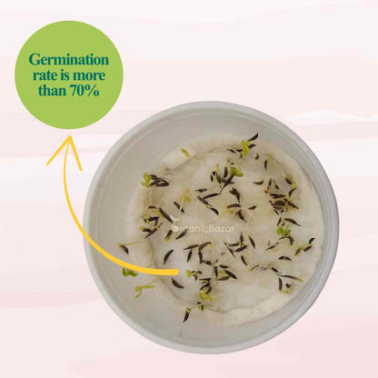 Cosmos Sensation Dwarf White Flower Seeds (100 Seeds)