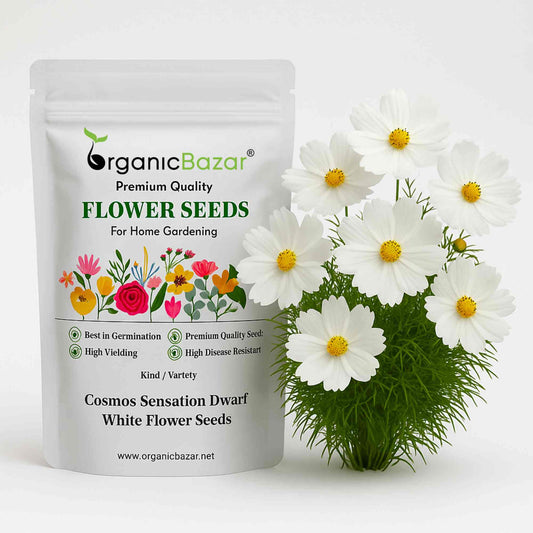 Cosmos Sensation Dwarf White Flower Seeds (100 Seeds)