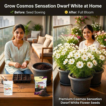 Cosmos Sensation Dwarf White Flower Seeds (100 Seeds)