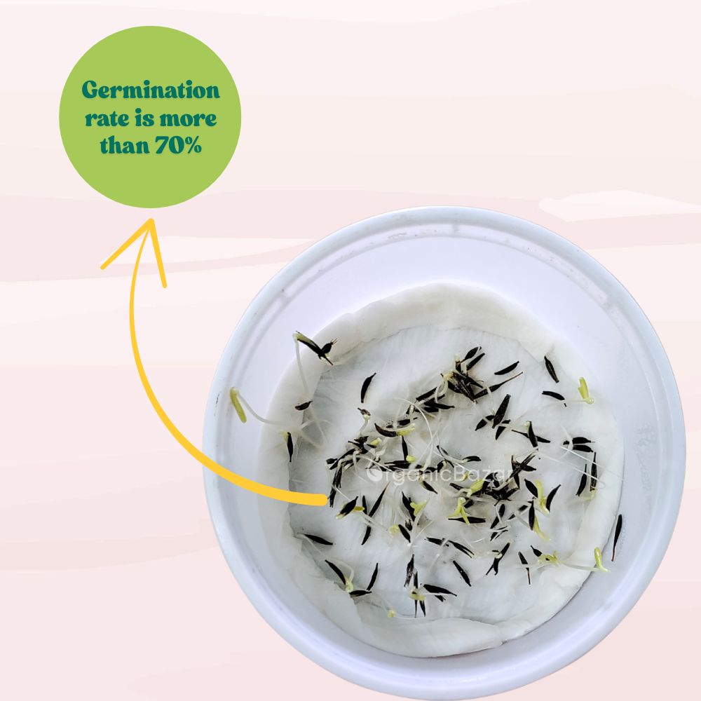 Cosmos Sensation Mixed Seeds (100 Seeds) Easy To Grow, High Germination,Perfect for pots, balconies, or Terrace gardens