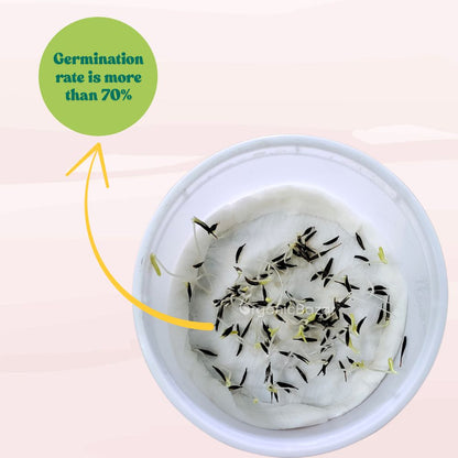 Cosmos Sensation Mixed Seeds (100 Seeds) Easy To Grow, High Germination,Perfect for pots, balconies, or Terrace gardens