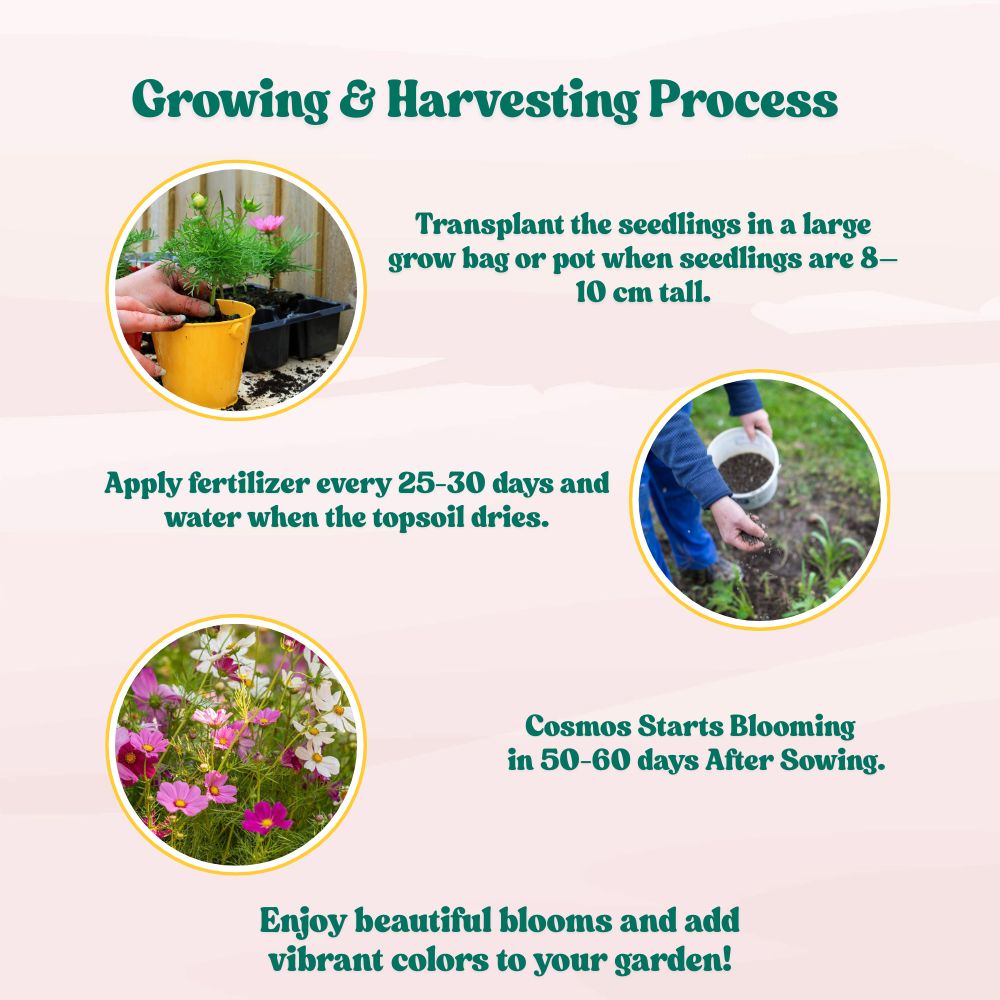 Cosmos Sensation Mixed Seeds (100 Seeds) Easy To Grow, High Germination,Perfect for pots, balconies, or Terrace gardens