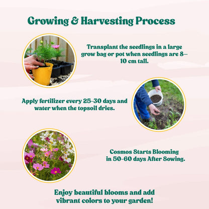 Cosmos Sensation Mixed Seeds (100 Seeds) Easy To Grow, High Germination,Perfect for pots, balconies, or Terrace gardens