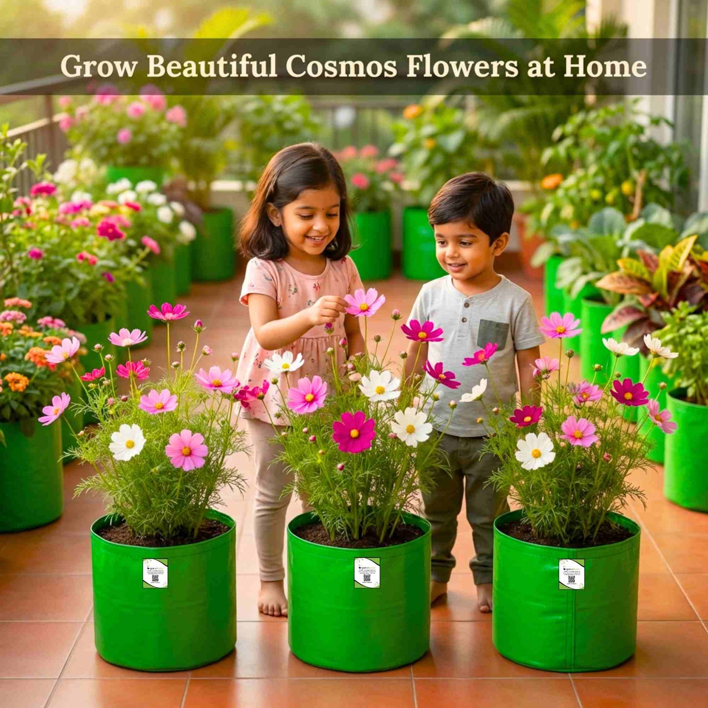 Cosmos Sensation Mixed Seeds (100 Seeds) Easy To Grow, High Germination,Perfect for pots, balconies, or Terrace gardens