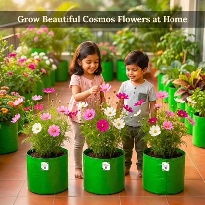 Cosmos Sensation Mixed Seeds (100 Seeds) Easy To Grow, High Germination,Perfect for pots, balconies, or Terrace gardens