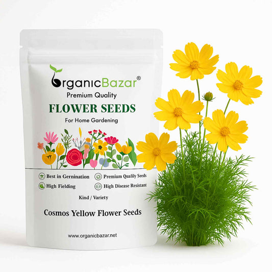 Cosmos Yellow Flower Seeds (100 Seeds)