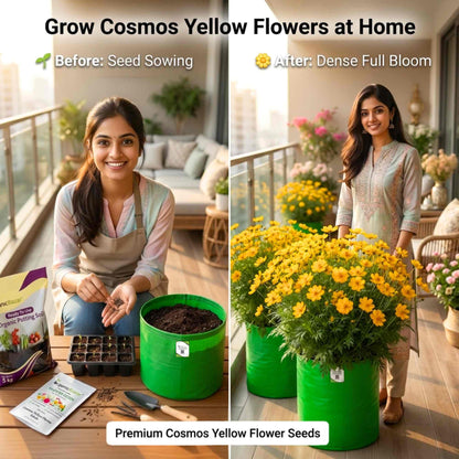 Cosmos Yellow Flower Seeds (100 Seeds)