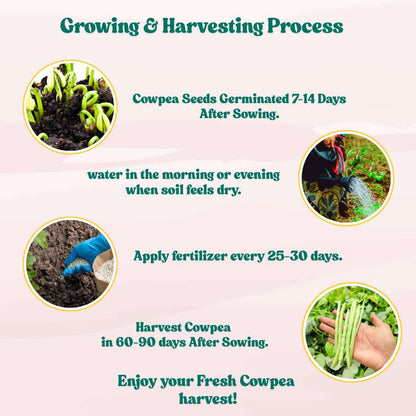 Cowpea (Lobia Beans) Seeds - 50 Seeds  (Barbati/ लोबिया/बरबटी के बीज) High Germination, Easy to Grow, High Yield Seeds For Terrace Gardening