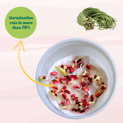 Cowpea (Lobia Beans) Seeds - 50 Seeds  (Barbati/ लोबिया/बरबटी के बीज) High Germination, Easy to Grow, High Yield Seeds For Terrace Gardening