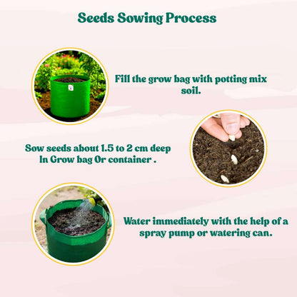 Cowpea (Lobia Beans) Seeds - 50 Seeds  (Barbati/ लोबिया/बरबटी के बीज) High Germination, Easy to Grow, High Yield Seeds For Terrace Gardening