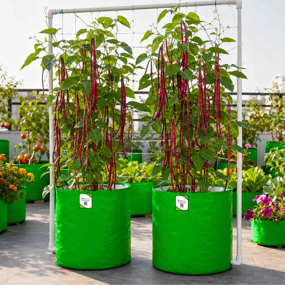 Cowpea (Lobia) Scarlet Long-Red Seeds - 30 Seeds (Red Barbati Lobia Beans/ लाल लोबिया/बरबटी के बीज) High Germination, Easy to Grow, High Yield Seeds For Terrace Gardening