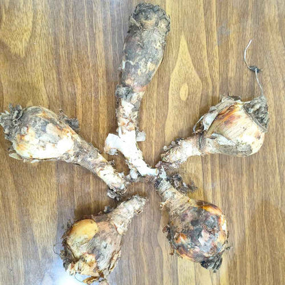 Crinum Pink Flower Bulbs (05N) Beautiful Long-Lasting Blooms For Home Gardening 🌿✨