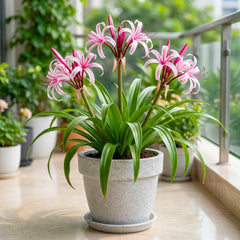 Crinum Pink Flower Bulbs (05N) Beautiful Long-Lasting Blooms For Home Gardening 🌿✨