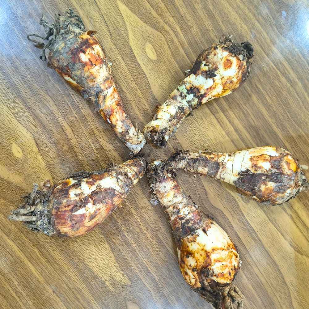 Crinum Red Flower Bulbs (05N) Beautiful Long-Lasting Blooms For Home Gardening 🌿✨