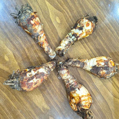 Crinum Red Flower Bulbs (05N) Beautiful Long-Lasting Blooms For Home Gardening 🌿✨