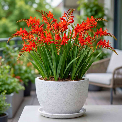 Crocosmia Montbretia Flower Bulbs