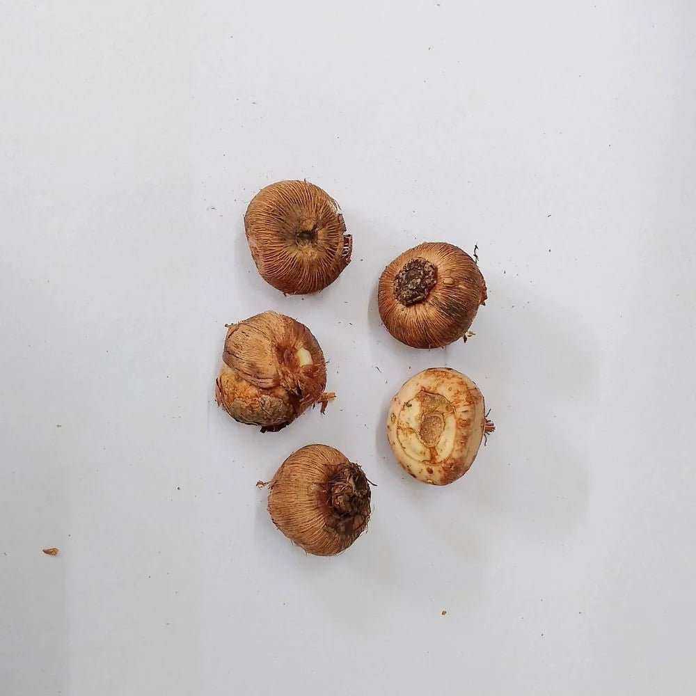Crocus Sativus Kesar Flower Bulbs (05 Bulbs)