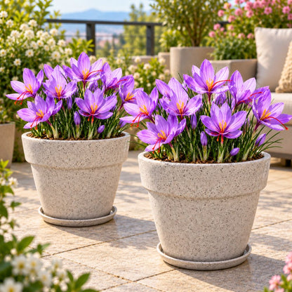 Crocus Sativus Kesar Flower Bulbs (05 Bulbs)
