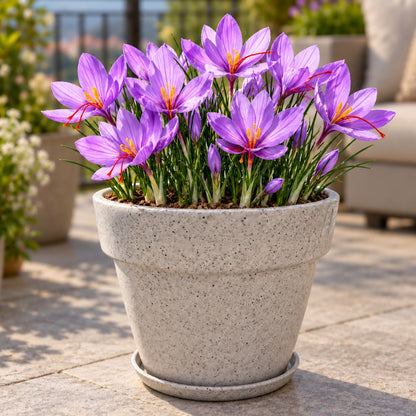 Crocus Sativus Kesar Flower Bulbs (05 Bulbs)