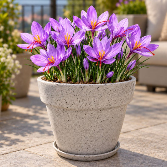 Crocus Sativus Kesar Flower Bulbs (05 Bulbs)