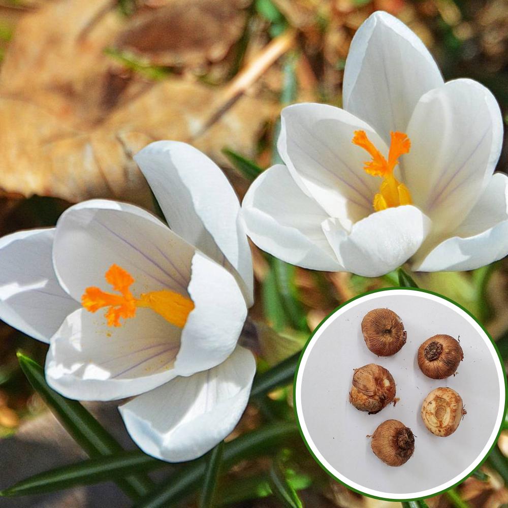 Crocus Jeanne D'arc (White) Flower Bulbs (05N)