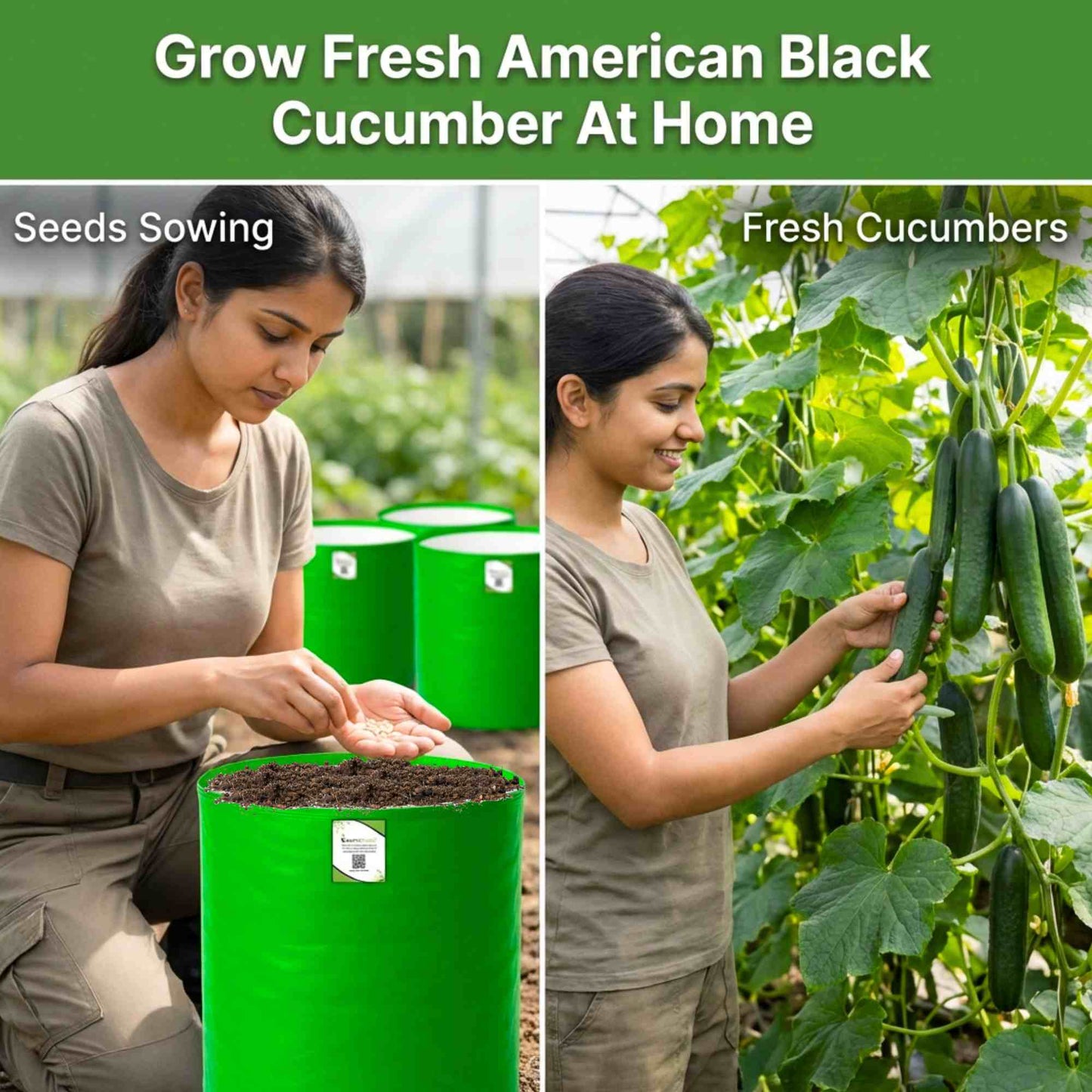 Cucumber American Black Seeds - 20 Seeds (Kakdi/ककड़ी/खीरा के बीज)  High Germination, Easy to Grow, High Yield Seeds For Terrace Gardening