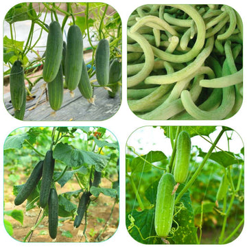4 Popular Varieties of Cucumber Seeds Combo Pack
