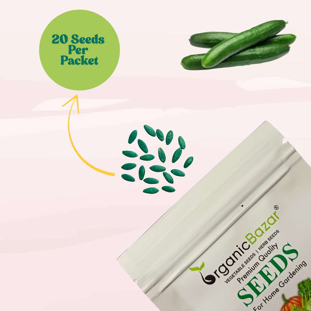 Cucumber American Black Seeds - 20 Seeds (Kakdi/ककड़ी/खीरा के बीज)  High Germination, Easy to Grow, High Yield Seeds For Terrace Gardening