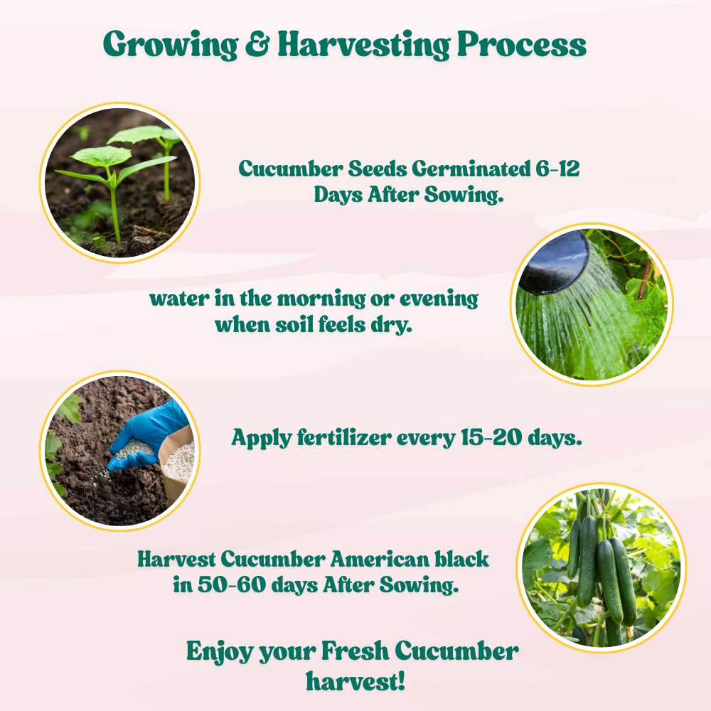 Cucumber American Black Seeds - 20 Seeds (Kakdi/ककड़ी/खीरा के बीज)  High Germination, Easy to Grow, High Yield Seeds For Terrace Gardening