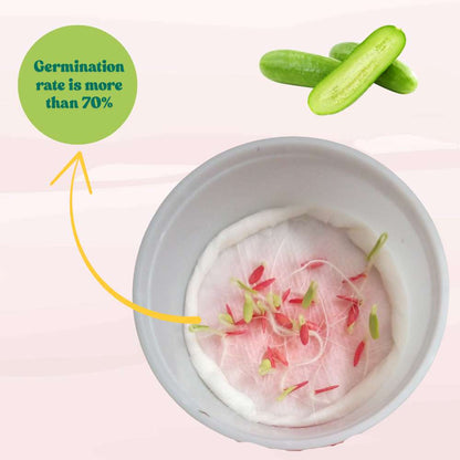 Cucumber Light Green Seeds - 20 Seeds (Kakdi/ककड़ी/खीरा के बीज) High Germination, Easy to Grow, High Yield Seeds For Terrace Gardening