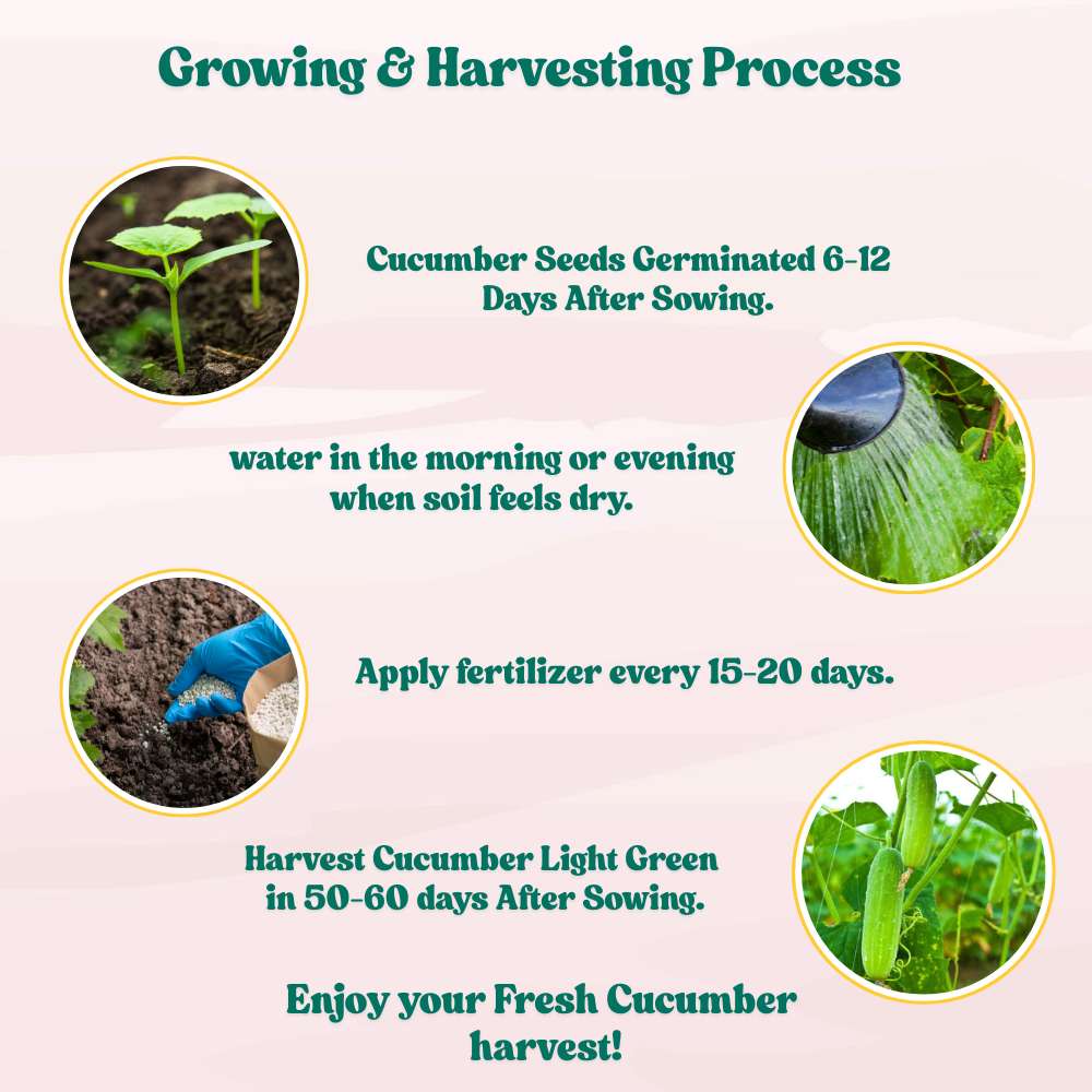 Cucumber Light Green Seeds - 20 Seeds (Kakdi/ककड़ी/खीरा के बीज) High Germination, Easy to Grow, High Yield Seeds For Terrace Gardening