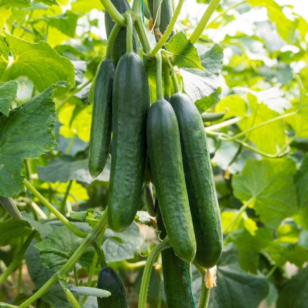 Cucumber American Black Seeds - 20 Seeds (Kakdi/ककड़ी/खीरा के बीज)  High Germination, Easy to Grow, High Yield Seeds For Terrace Gardening