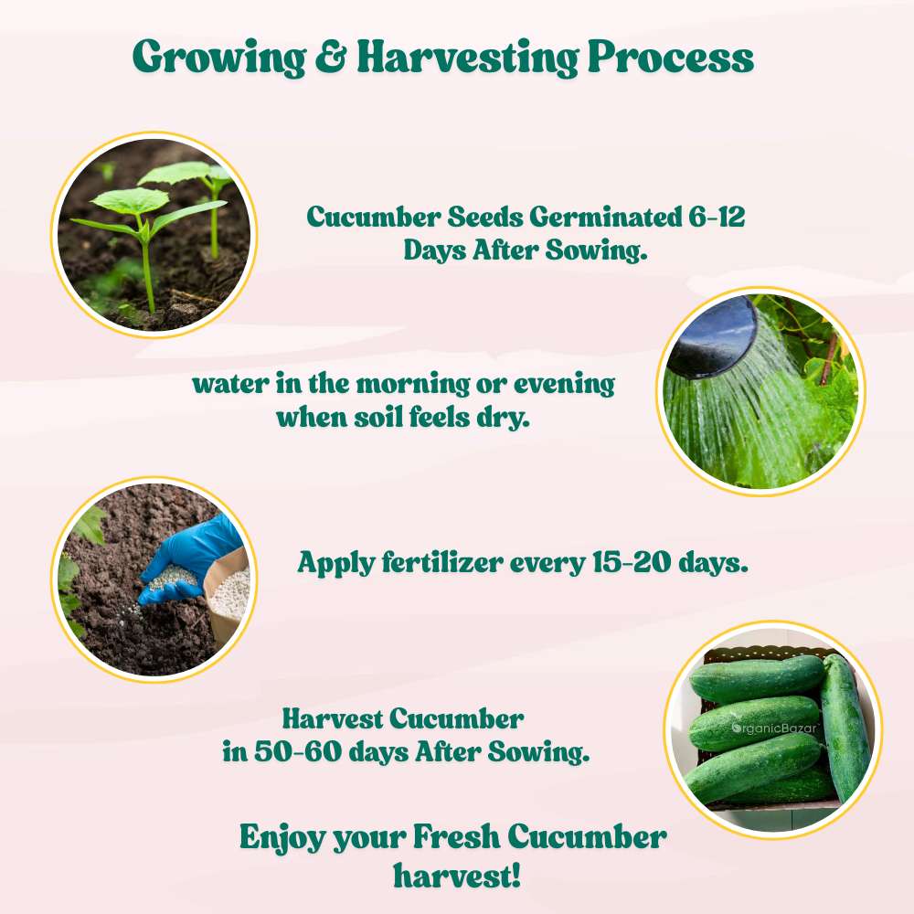 Cucumber (Kheera) Seeds - 20 Seeds (Kakdi/ककड़ी/खीरा के बीज) - High Germination, Easy to Grow, High Yield Seeds For Terrace Gardening