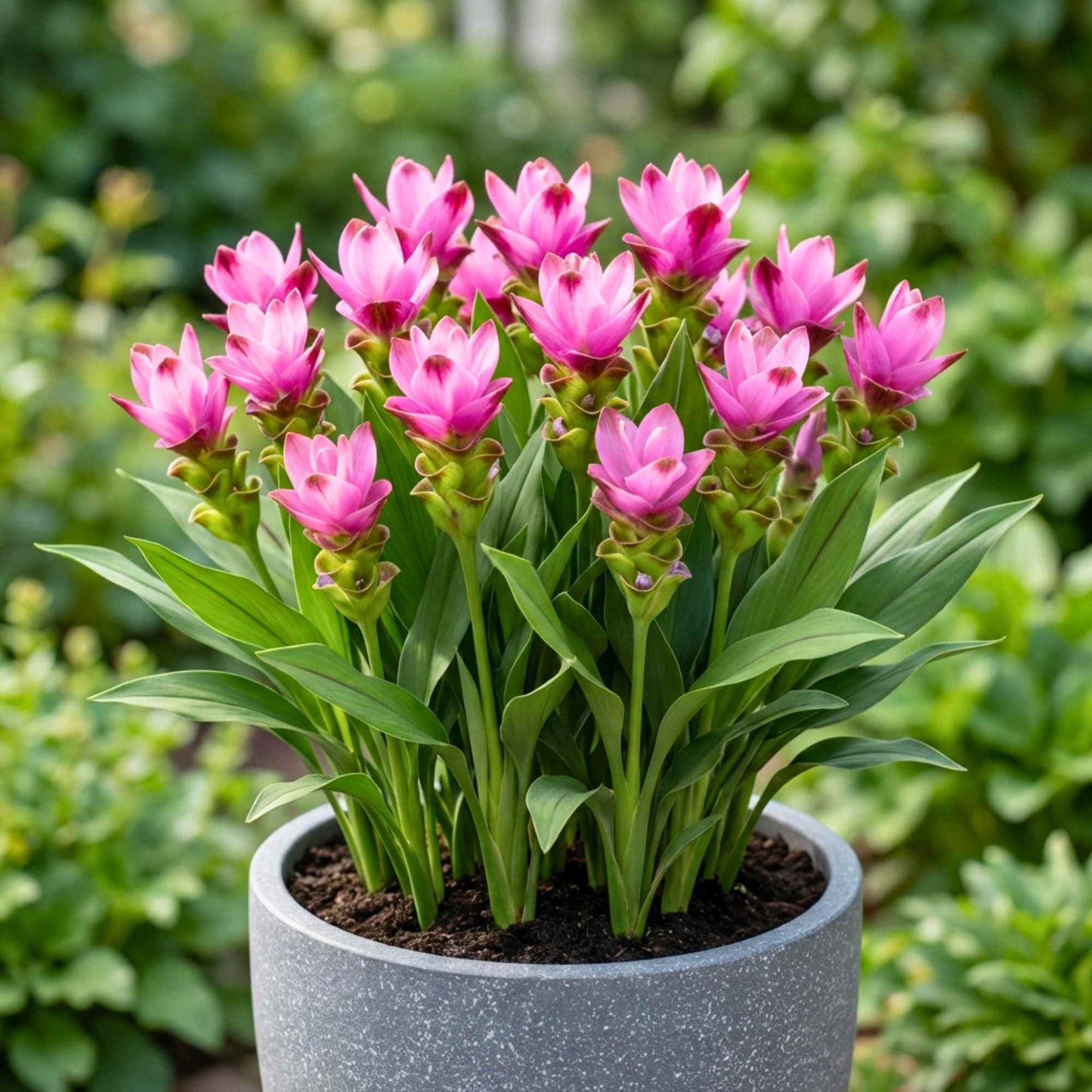 Curcuma Pink Flower Bulb (5N)